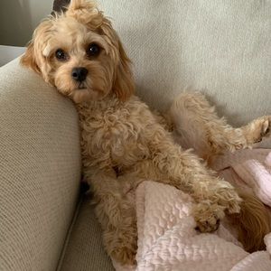 Meet your Posher, Loren